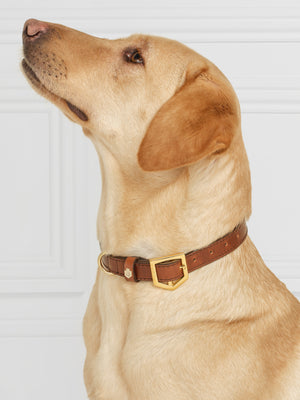Chelsea Dog Collar Tan New