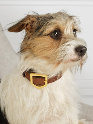 Chelsea Dog Collar Tan New